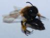 Andrena sp.